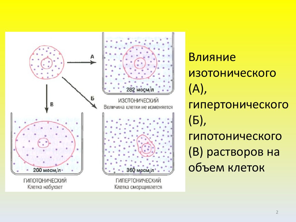 Концентрация клеток. Клетка в гипертоническом растворе. Клетка в изотоническом растворе. Изотонический гипертонический и гипотонический растворы. Клетка в гипотоническом растворе.