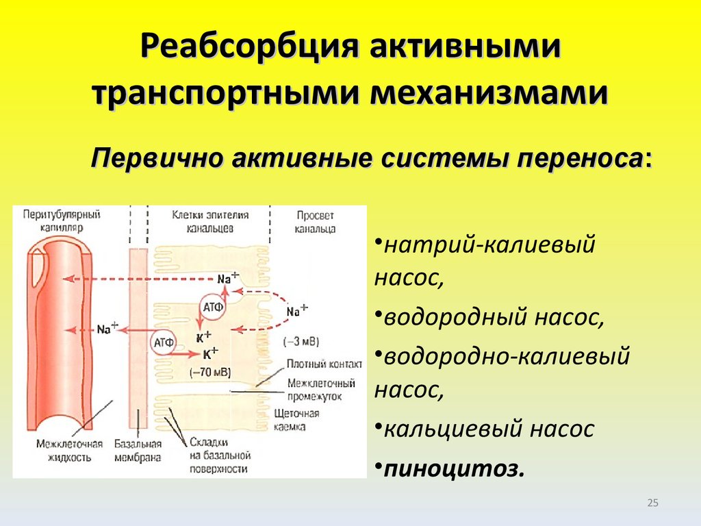 Реабсорбция это