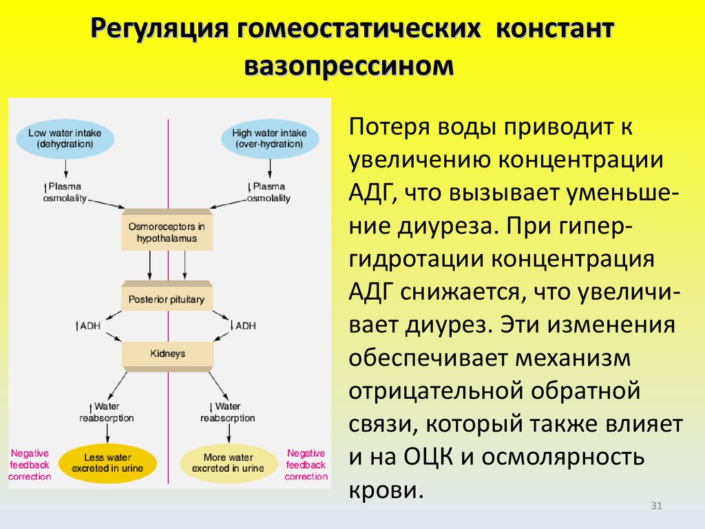 Регуляция деятельности почек презентация