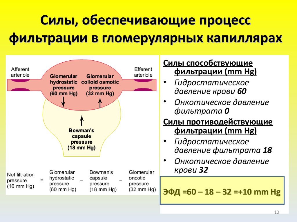 Принимают участие в процессе