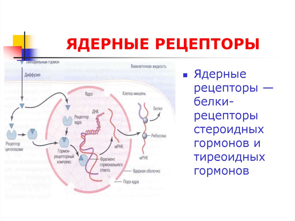 Рецепторы гормонов