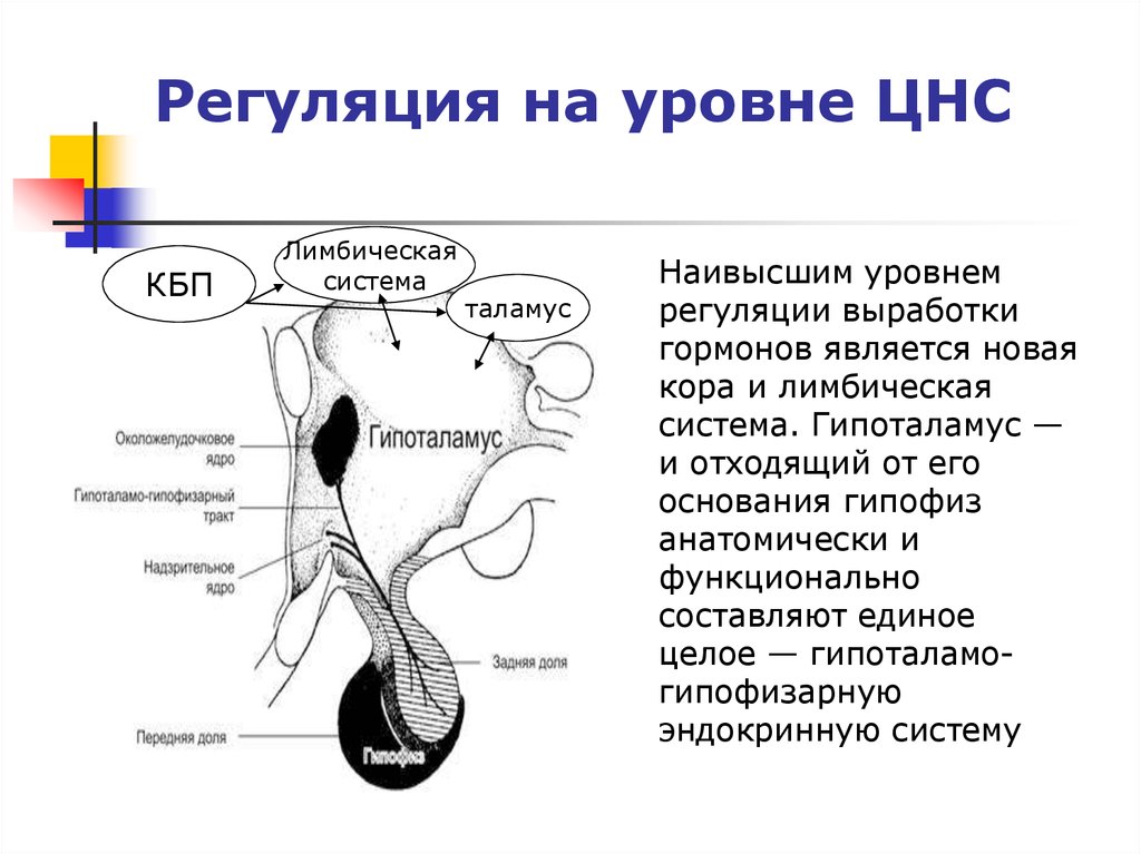 Уровни нервной системы