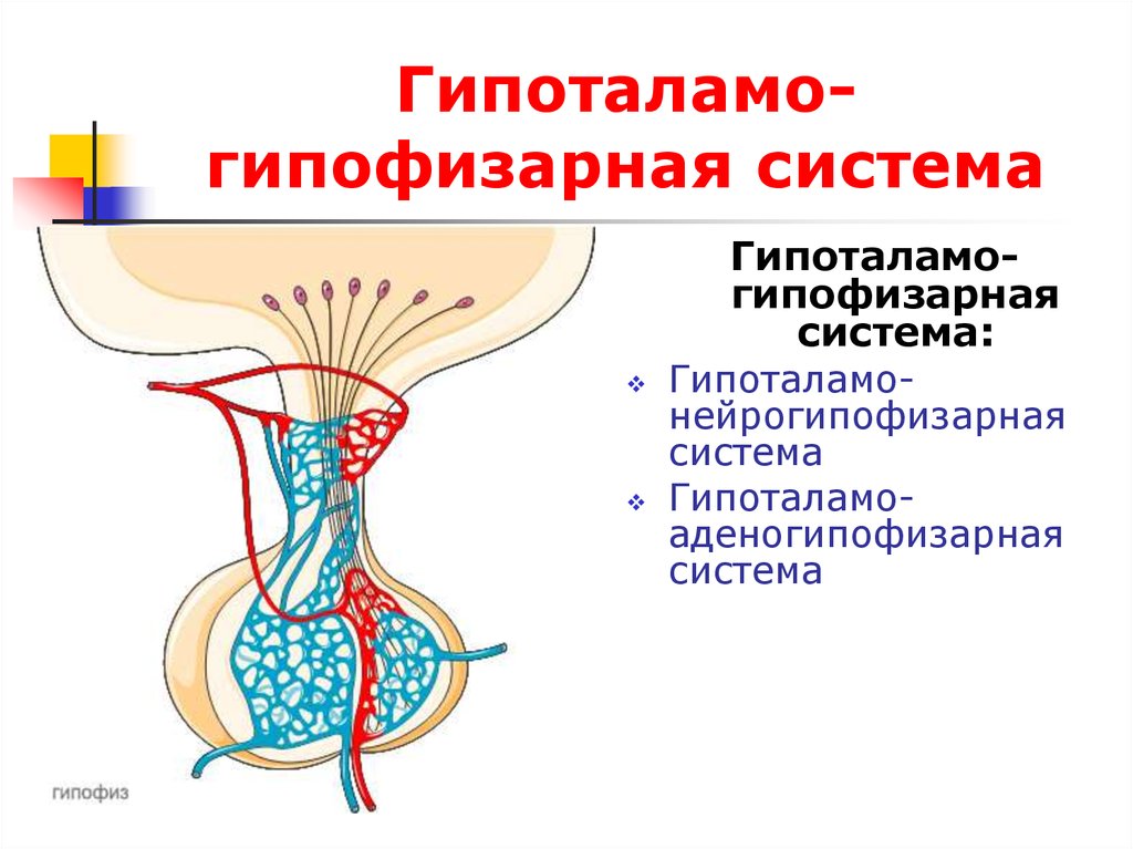 Гипоталамо гипофизарная система картинки