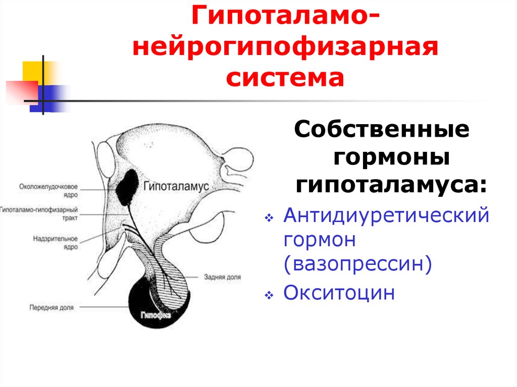 Физиология эндокринной системы презентация