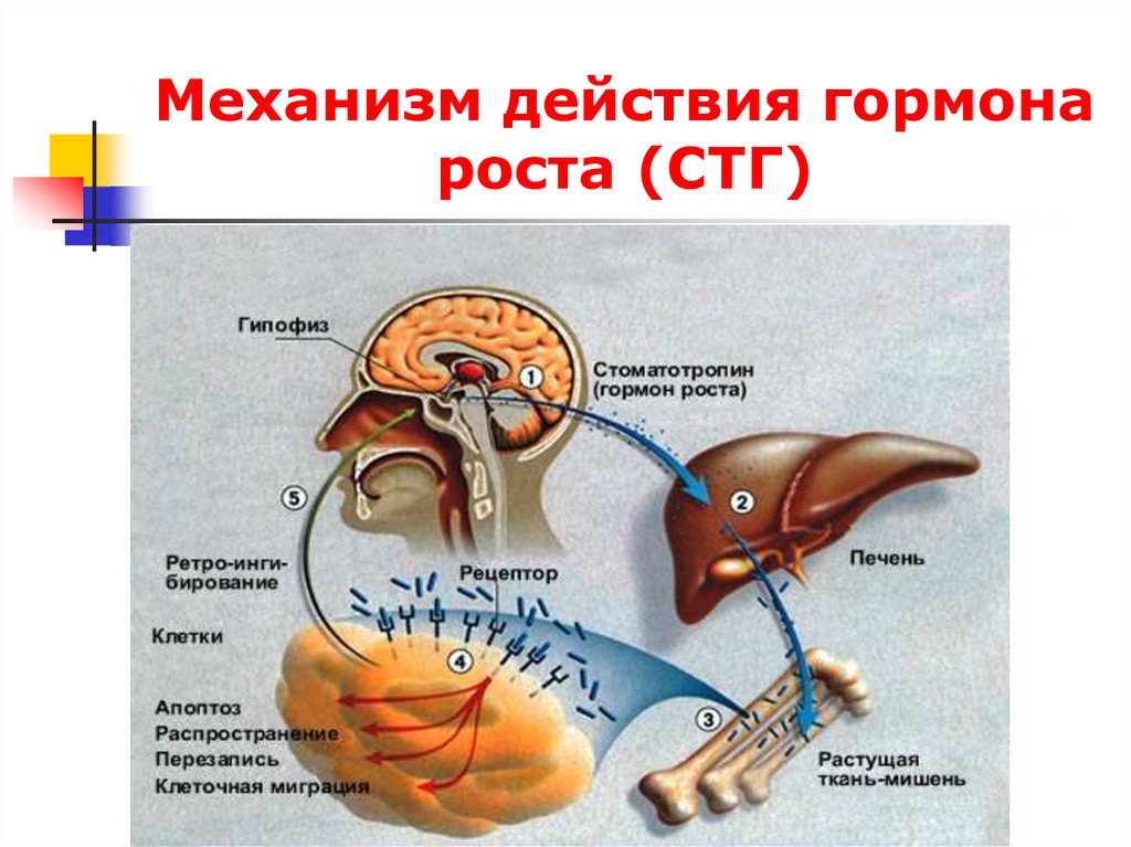 Презентация на тему заболевания гипофиза