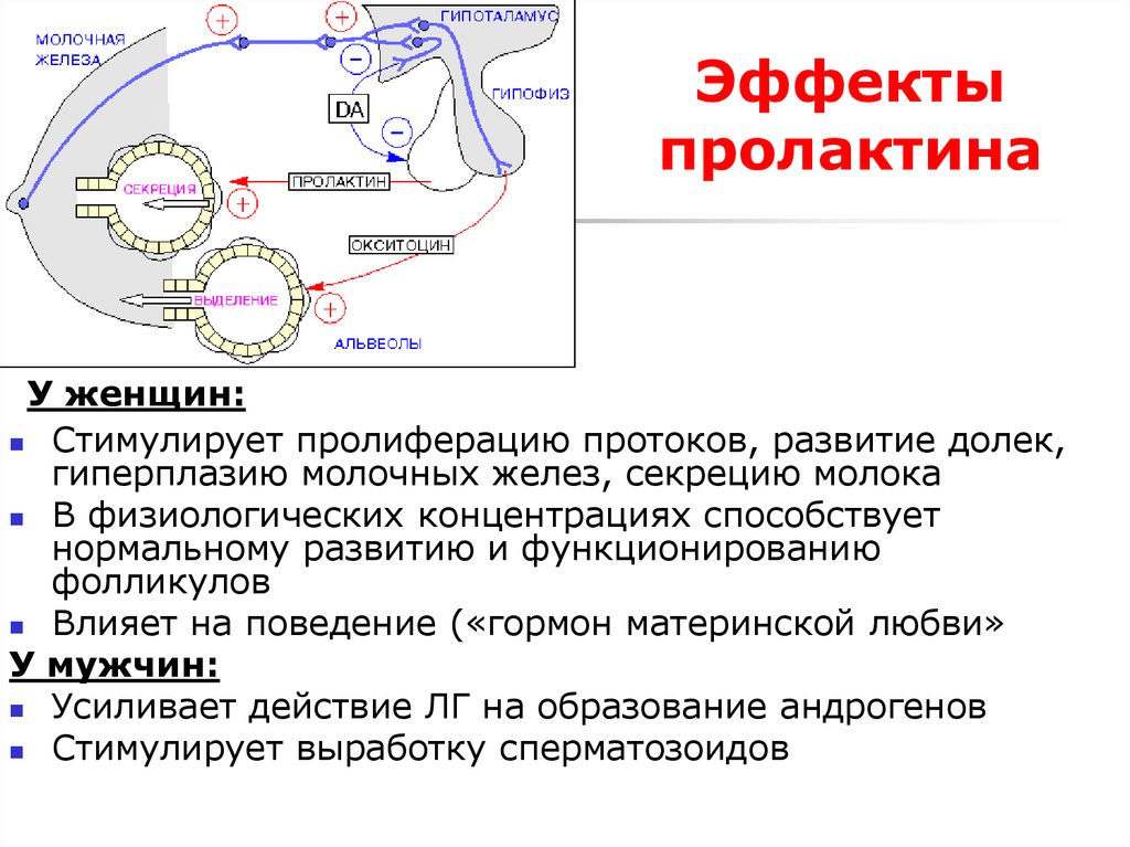 Молочная железа гормон. Пролактин физиологический эффект. Механизм действия пролактина физиология. Окситоцин механизм действия схема. Физиологическая роль пролактина.