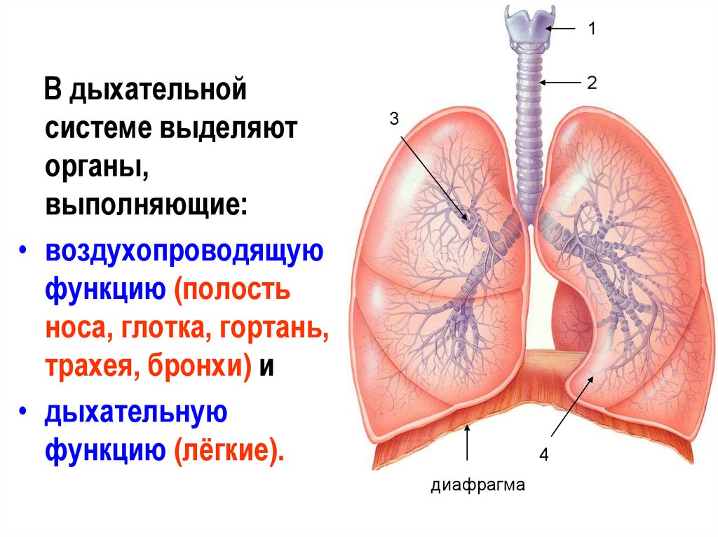 Какую функцию легкие выполняют в организме. Воздухопроводящую функцию в дыхательной системе выполняют. Функции легкого в дыхательной системе. Перечислите органы выполняющие воздухопроводящую функцию. Функции бронхи в дыхательной системе.