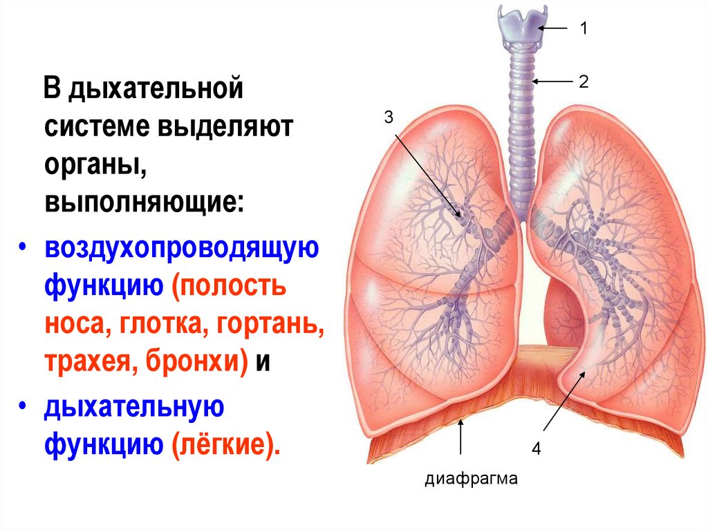 Легкие какая система. Воздухопроводящую функцию в дыхательной системе выполняют. Функции дыхательной системы человека. Дыхательная функция легких.