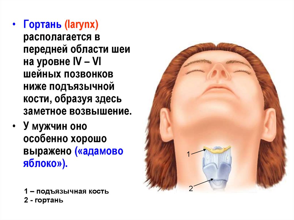 Адамово яблоко кадык. Адамово яблоко гортань. Гортань располагается в области шеи на уровне.