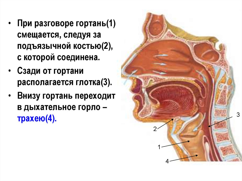 Строение носоглотки человека фото