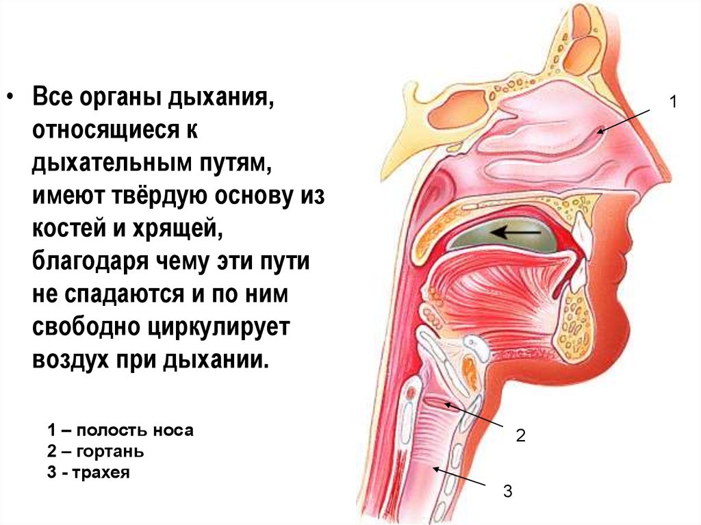 К дыхательным путям относятся. Хрящ дыхательных путей. Гортань относится к дыхательным путям. Дыхательные пути что к ним относится. Гортань относится к органам дыхания.