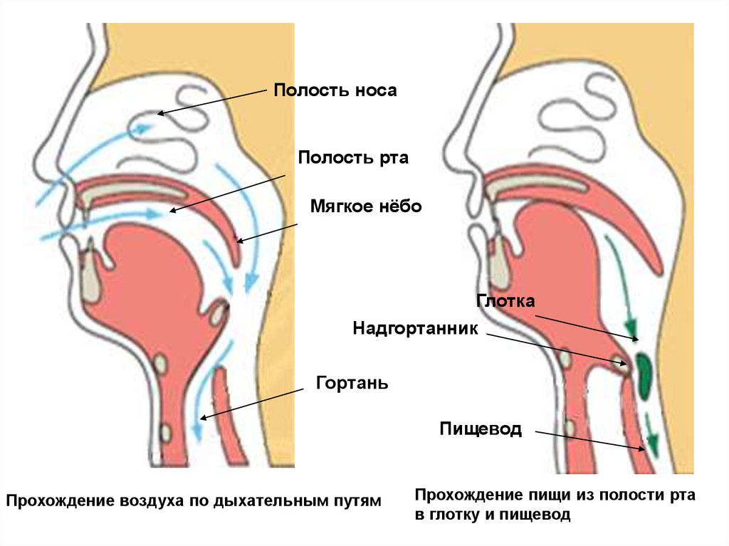 Полость воздуха. Анатомия гортани и глотки и надгортанника. Надгортанник анатомия.