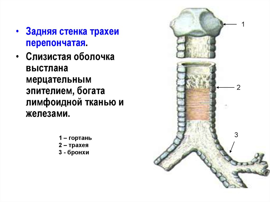 Трахея ткани. Трахея анатомия задней стенки. 3 Ткани образующие трахею. Задняя стенка трахеи. Строение трахеи.