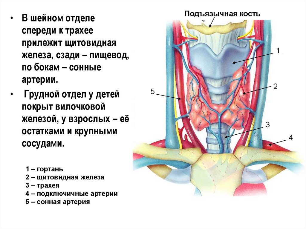 Кровоснабжение щитовидной железы схема