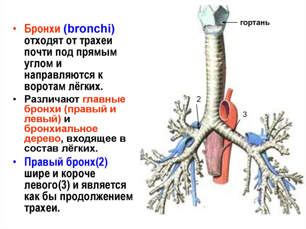 Бронхи человека. Трахея и бронхиальное дерево. Трахея бронхи бронхиальное дерево. Трахея, бронхи (бронхиальное дерево) скелетотопия. Трахея бронхиальное дерево строение.