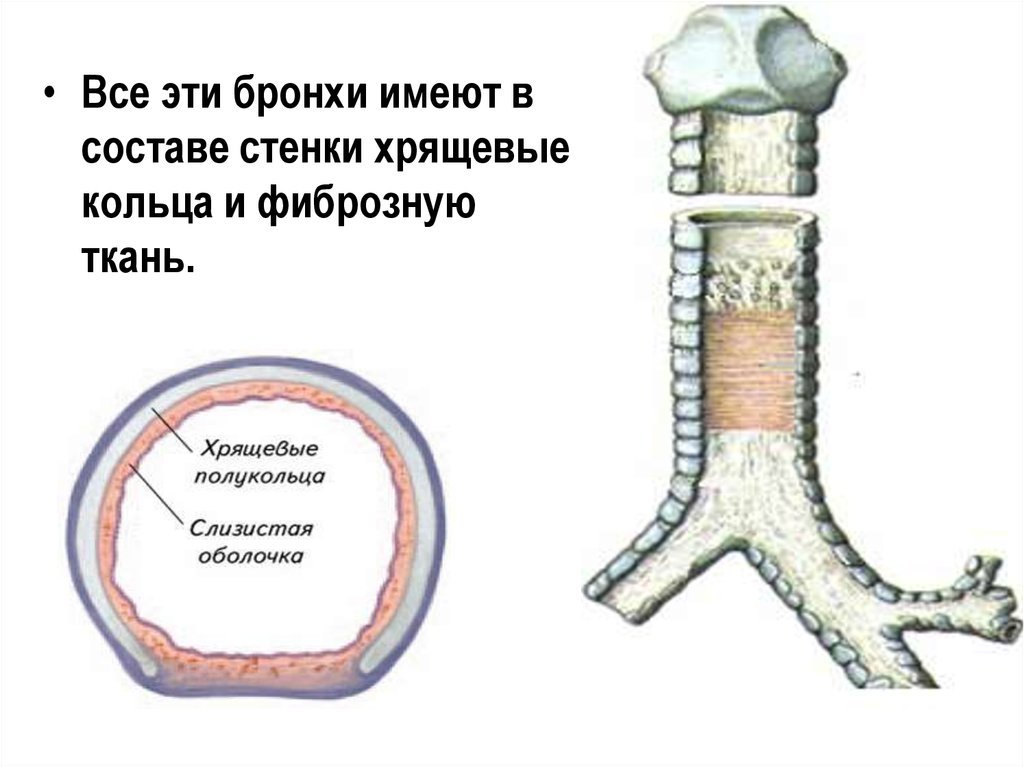 Оболочки бронхов. Строение бронхов хрящевые полукольца. Строение хрящевых колец трахеи. Бронхи человека анатомия хрящевые кольца. Хрящевые кольца бронхов.