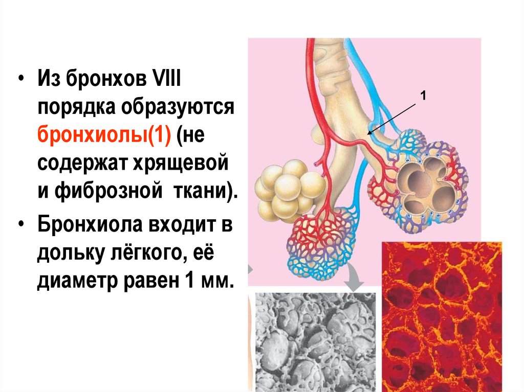 Содержит бронхи и бронхиолы. Бронхиолы. Бронхи и бронхиолы. Диаметр бронхиол. Бронхим Бронхилы альвеолы..