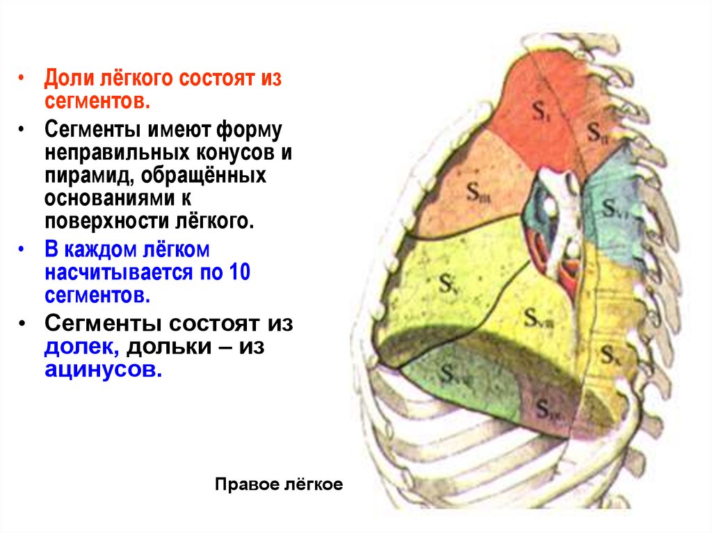 Количество долей в легком