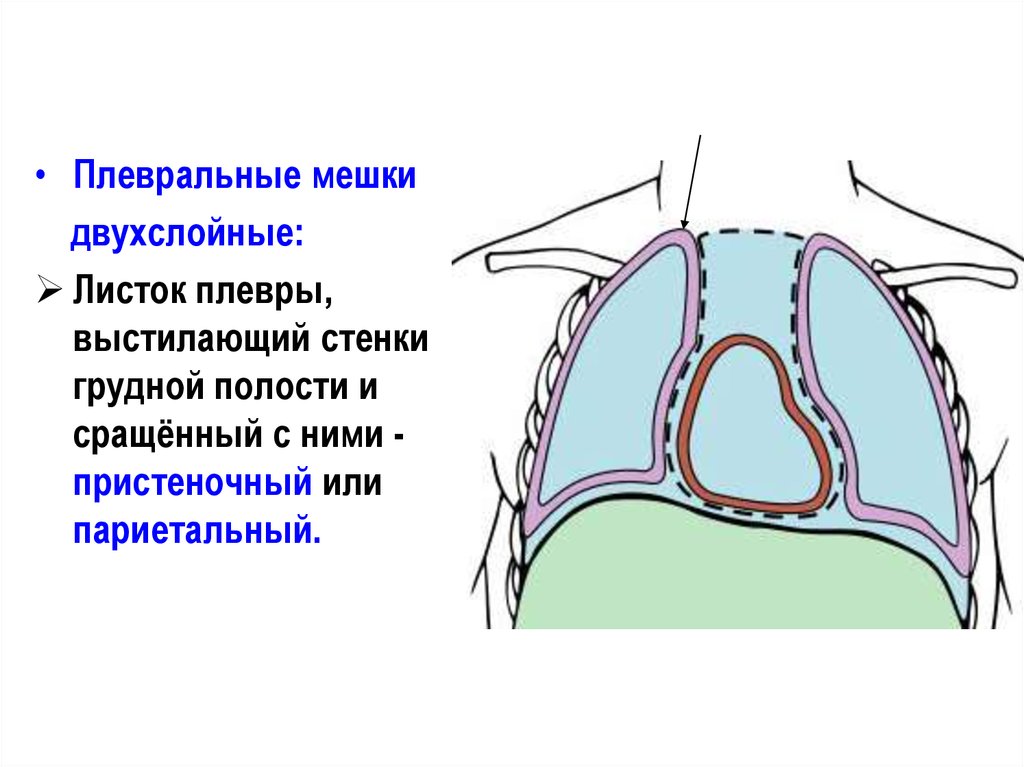 Органы плевральной полости. Плевра и плевральная полость. Плевральные карманы анатомия. Плевральные мешки. Строение плевральной полости.