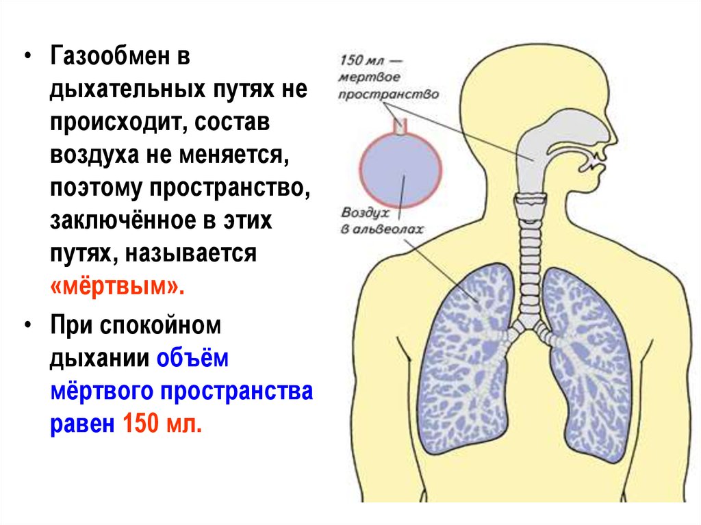 Физиологическое мертвое пространство. Дыхательная газообменная система человека. Воздух по дыхательным путям. Путь воздуха в дыхательной системе. Дыхание и газообмен.