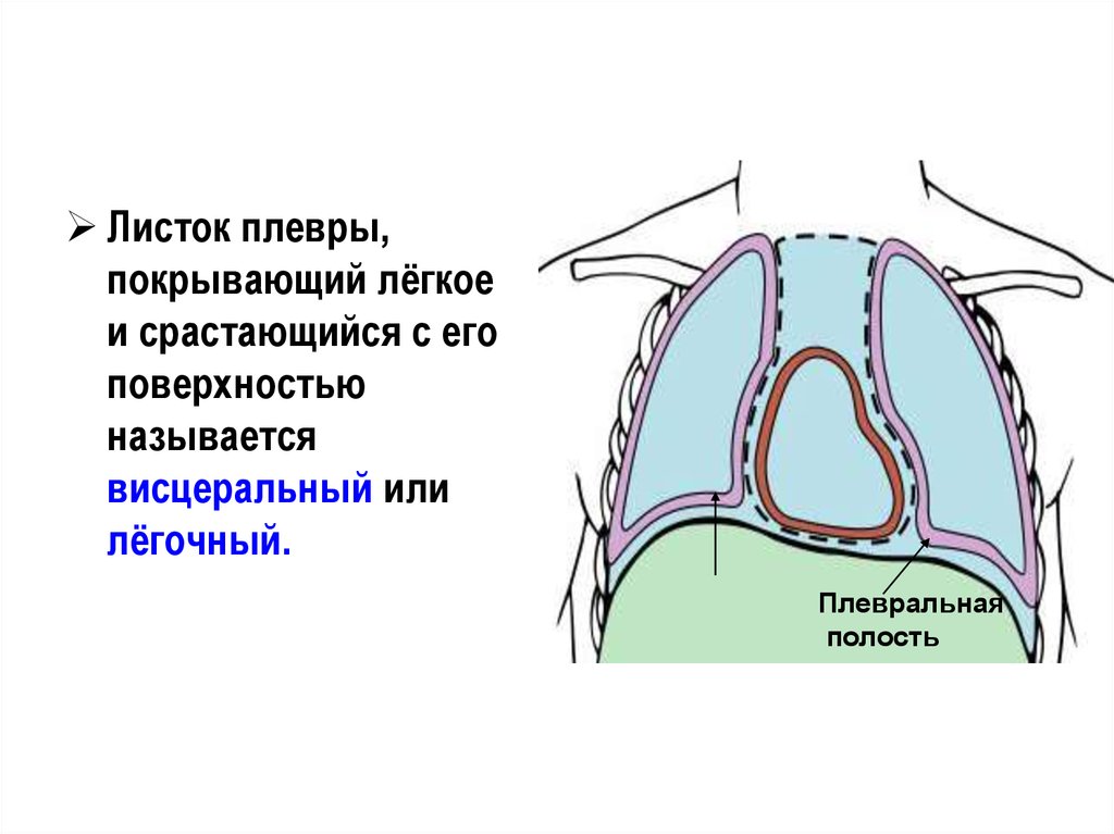 Оболочка легких. Плевральный мешок анатомия. Париетальный листок плевры. Плевра строение листки. Висцеральный листок плевры.