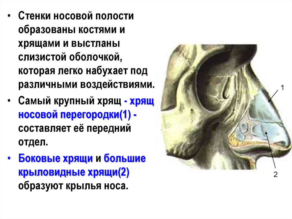 Полость носа стенки. Перегородка носовой полости анатомия. Перегородка полости носа образована. Хрящевой отдел перегородки носа образован. Анатомия костей носовой полости.