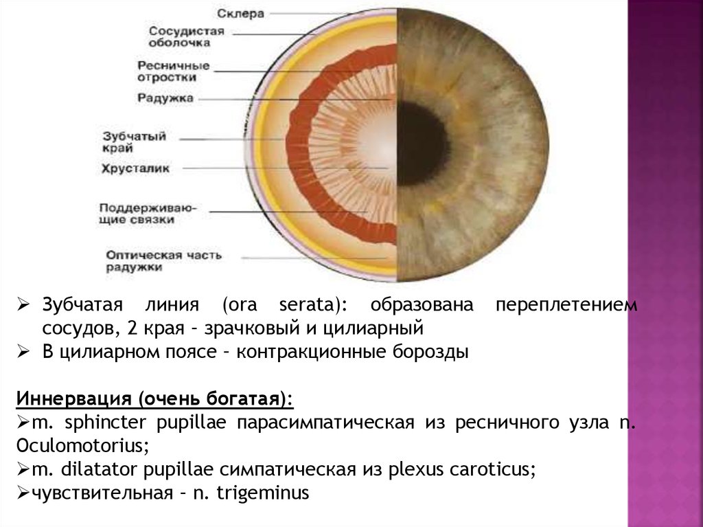 Нормальное зрение рисунок