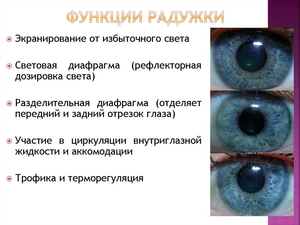 Функции радужной оболочки глаза