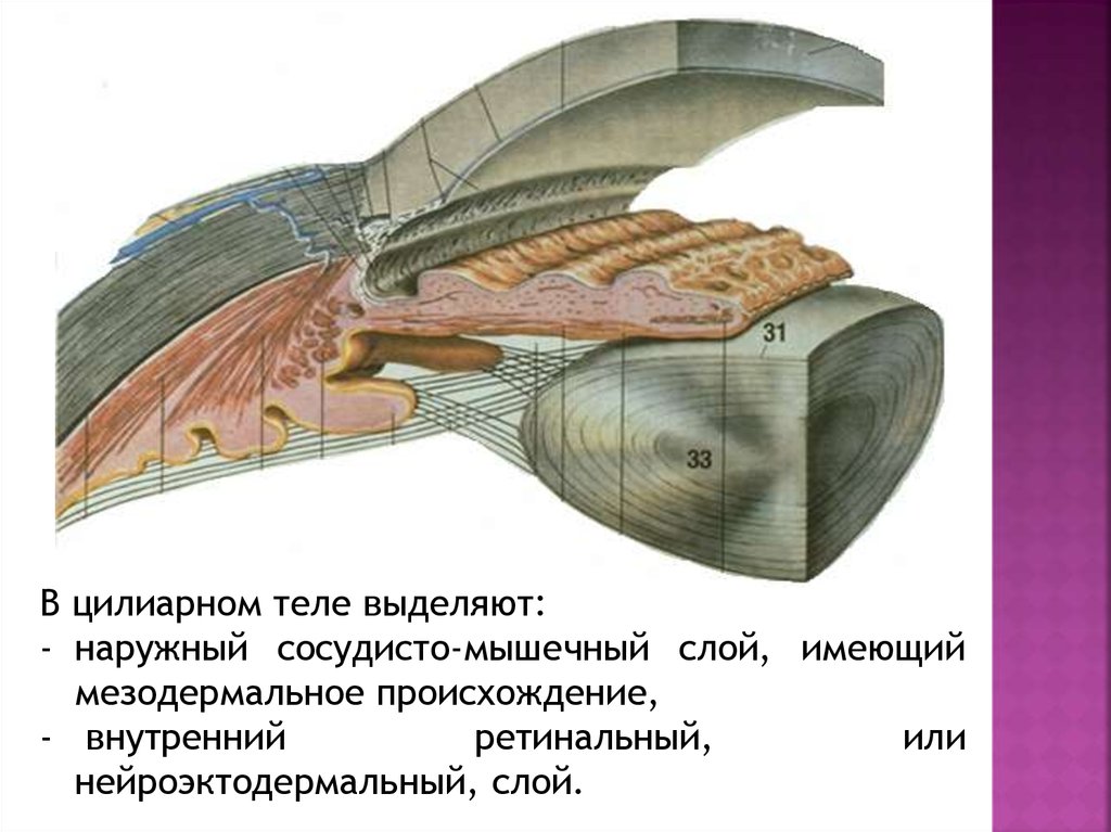 Ресничное тело. Цилиарное тело анатомия. Цилиарное тело глаза анатомия. Ресничное цилиарное тело. Ресничное тело глаза анатомия.