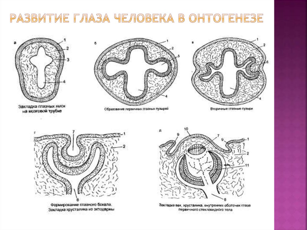 Развитие органов человека. Эмбриональное развитие глаза. Эмбриональное развитие глаза гистология схема. Развитие органа зрения в онтогенезе. Развитие органа зрения в фило- и онтогенезе.