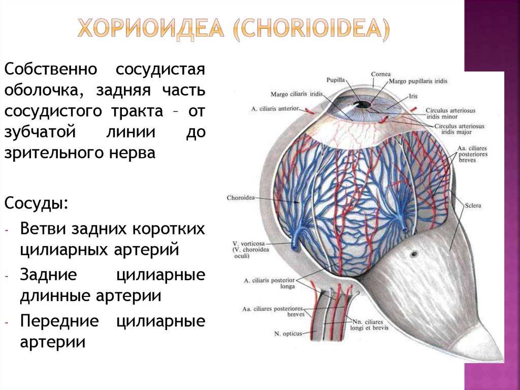 Какую функцию выполняет сосудистая оболочка глаза