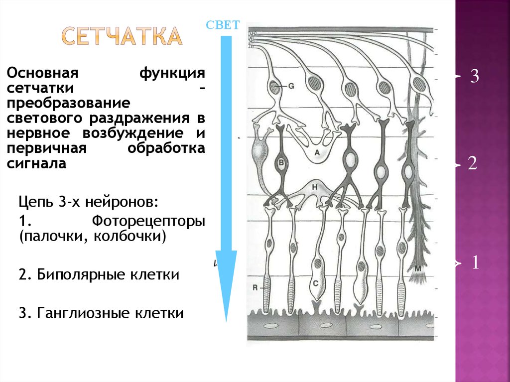 Сетчатка. Сетчатая оболочка глаза строение и функции. Трехнейронное строение сетчатки. Сетчатка глаза строение и функции. Строение сетчатки и ее функции.