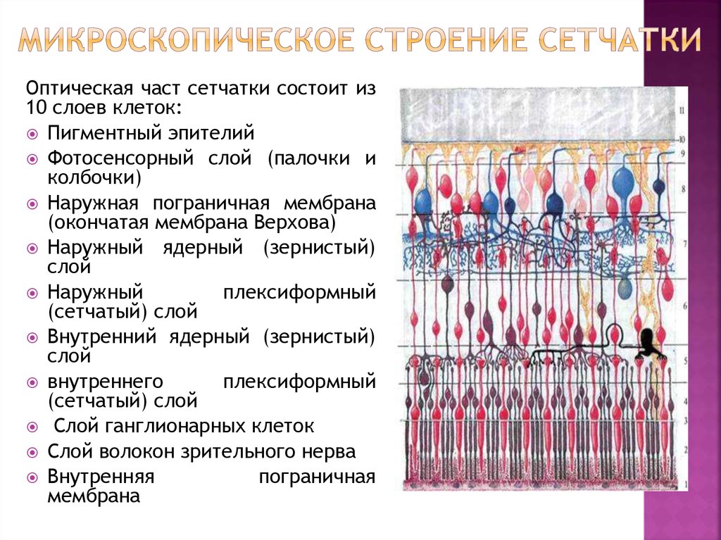 Слои сетчатки. Послойное строение сетчатки. Сетчатка глаза строение слои. Строение сетчатки нормальная физиология. Слои сетчатки глаза анатомия.