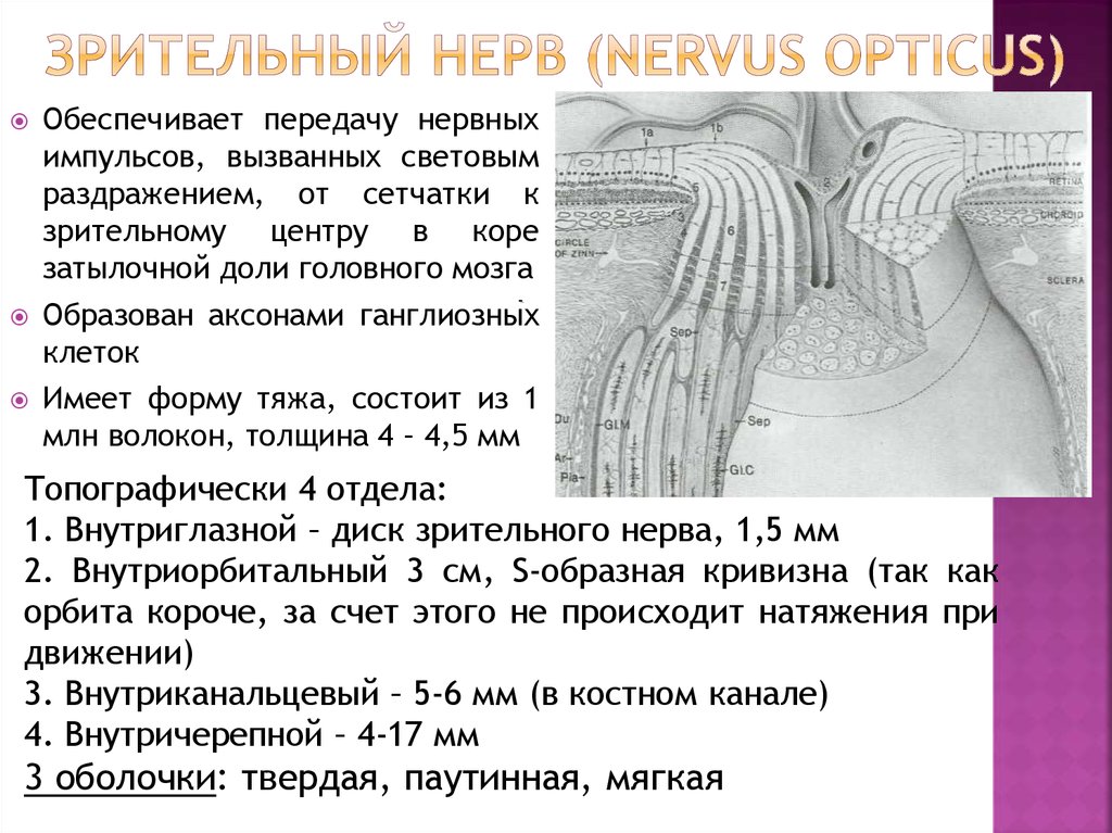 Попадает в зону выхода зрительного нерва