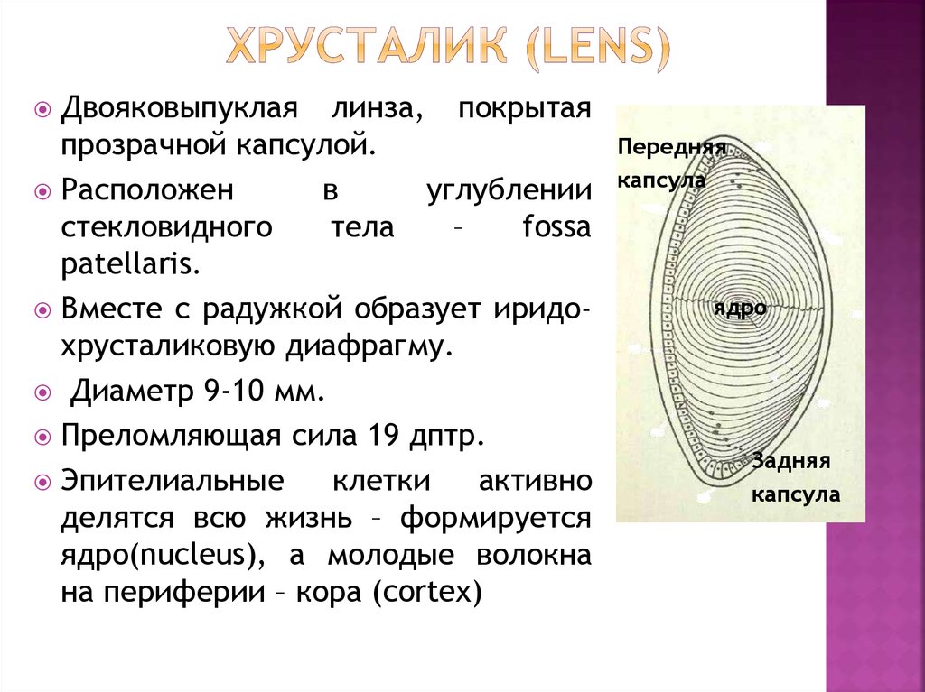 Схема строения хрусталика гистология