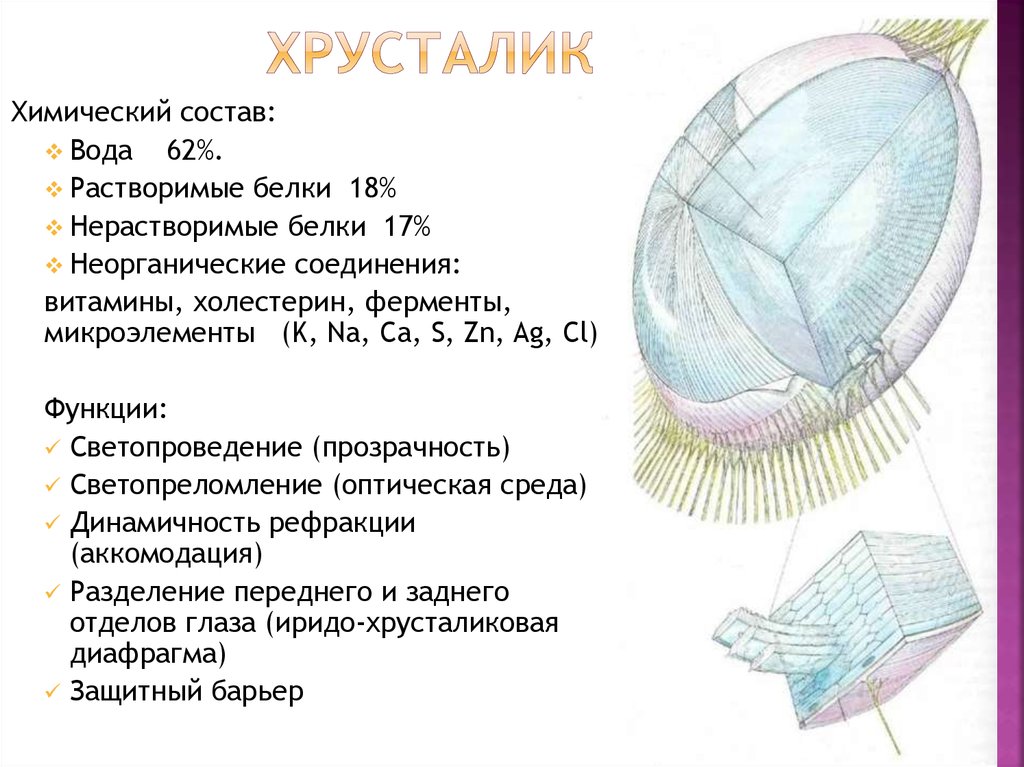 Функции хрусталика. Химический состав хрусталика. Анатомия хрусталика. Белковая структура хрусталика.