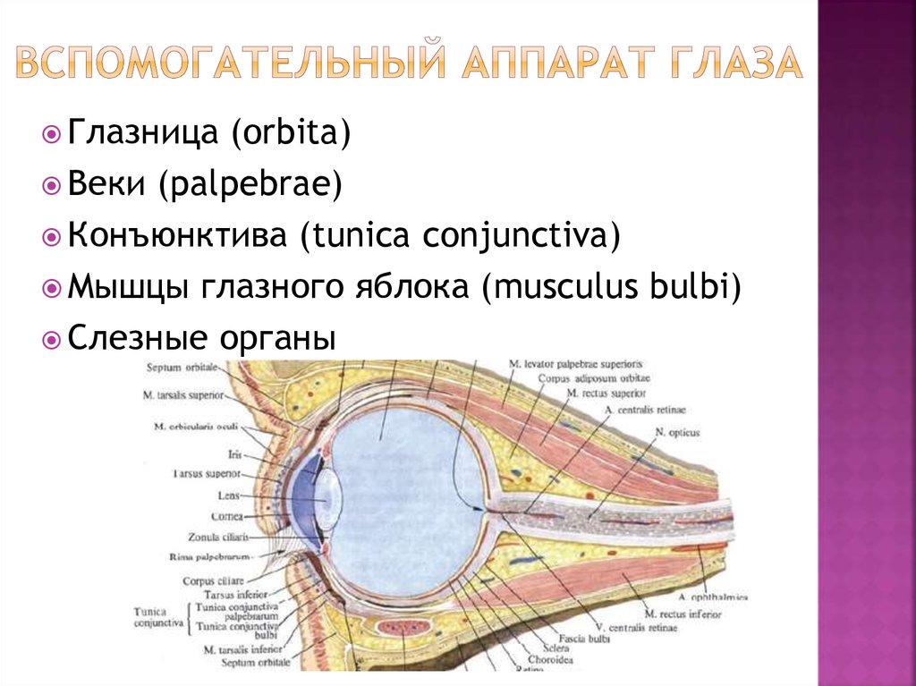 Глазница строение. Вспомогательный аппарат глаза анатомия. Вспомогательный аппарат глазного яблока. Строение вспомогательного аппарата глаза. Вспомогательные структуры глаза.