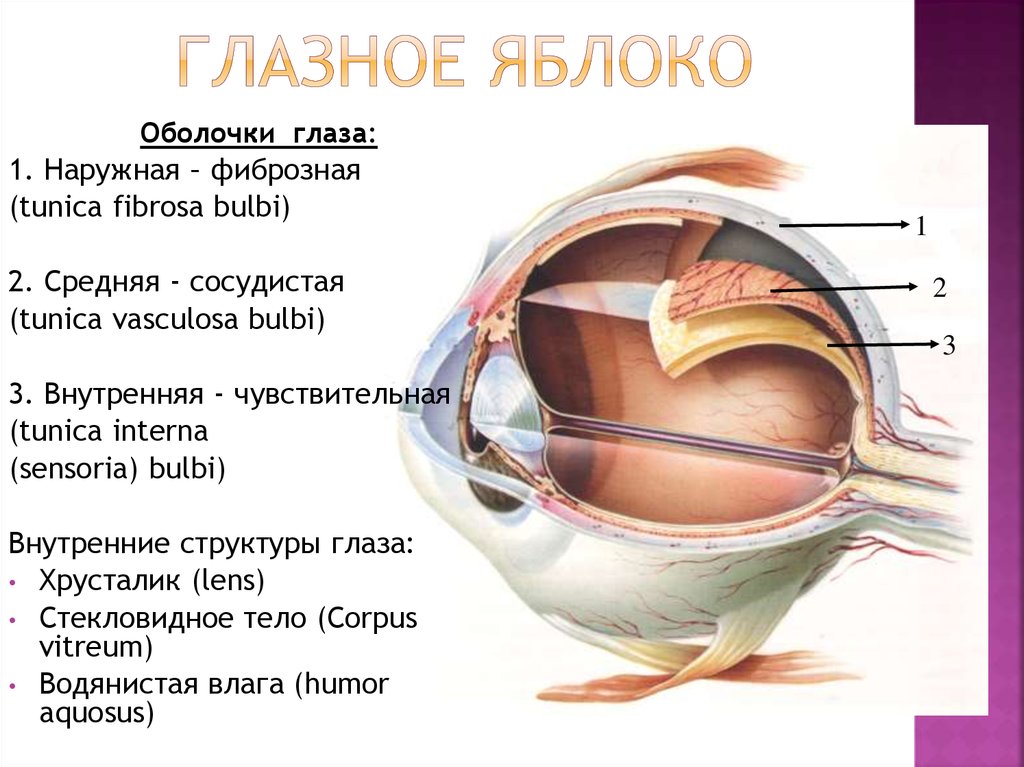 Оболочки глаза презентация