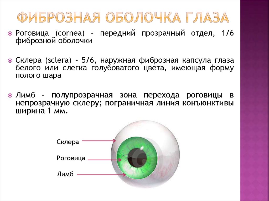 Оболочка глазного яблока является