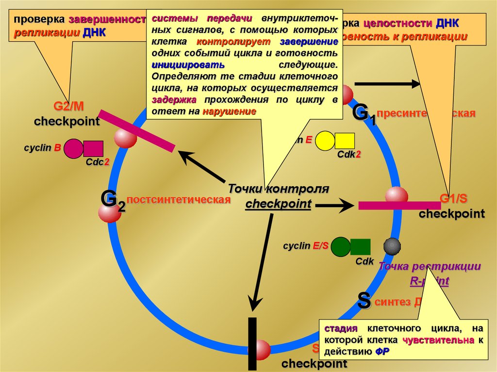 Клеточный цикл рисунок егэ