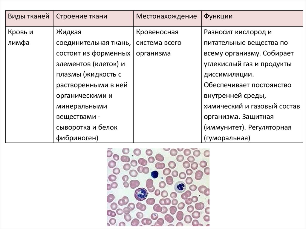 На рисунке изображена соединительная ткань кровь какова особенность этой ткани
