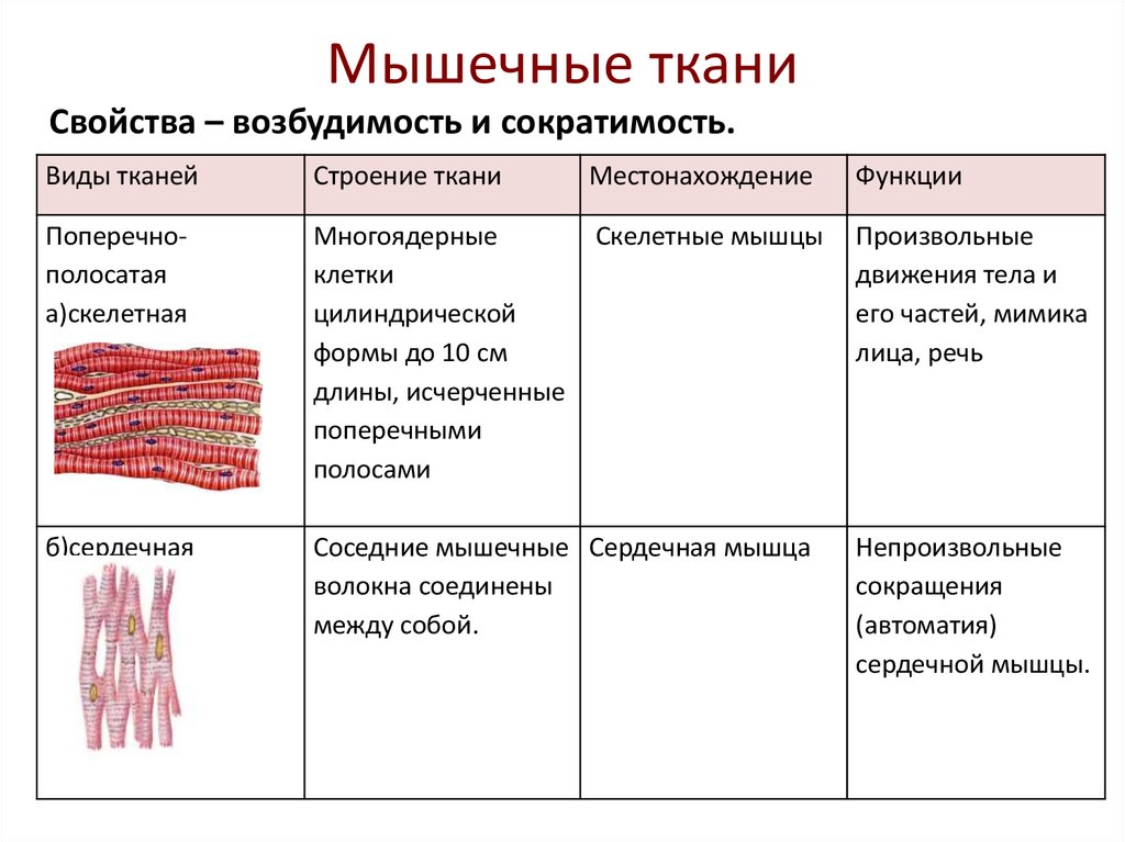 Функции мышц схема