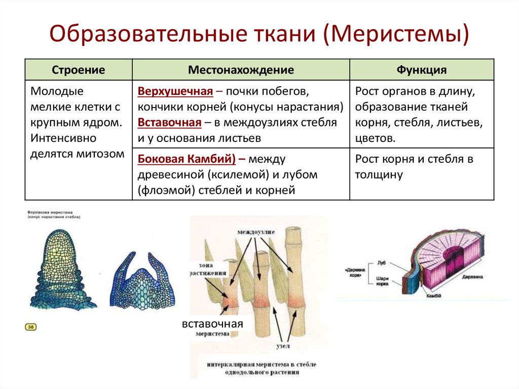 Шпаргалка: Меристемы или образовательные ткани