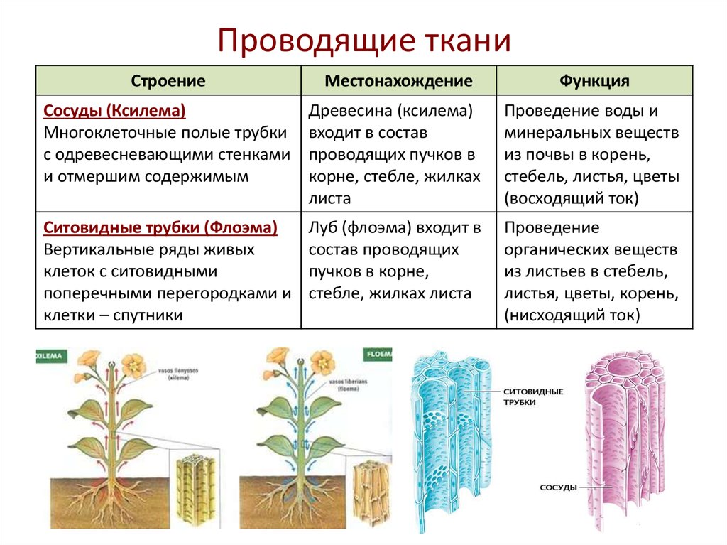 Процессы в жизни растений 5 класс биология. Строение проводящей ткани растений. Проводящая ткань растений строение. Проводящая ткань растений функции. Строение и функции проводящей ткани растений.