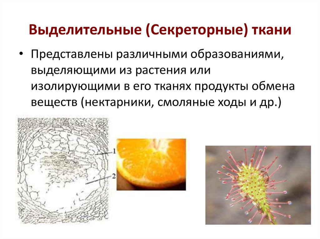 Выделительная ткань рисунок