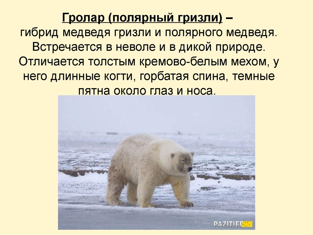 Гролар (полярный гризли) – гибрид медведя гризли и полярного медведя. Встречается в неволе и в дикой природе. Отличается толстым кремово-бе