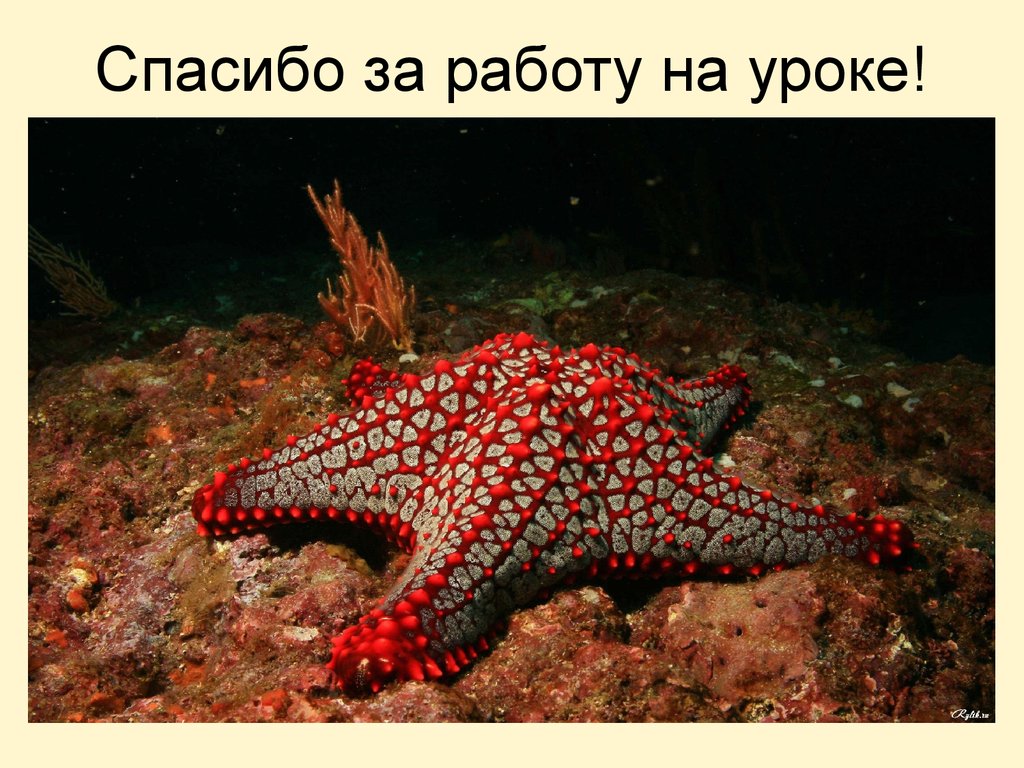 Спасибо за работу на уроке!
