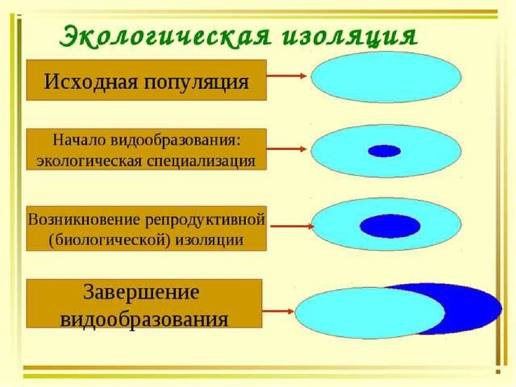 Изолирующие механизмы 9 класс биология презентация