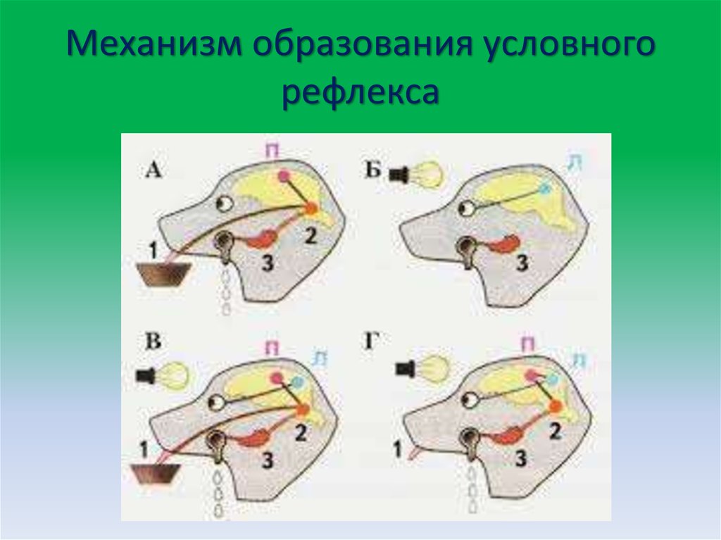 Механизм образования условных рефлексов картинка