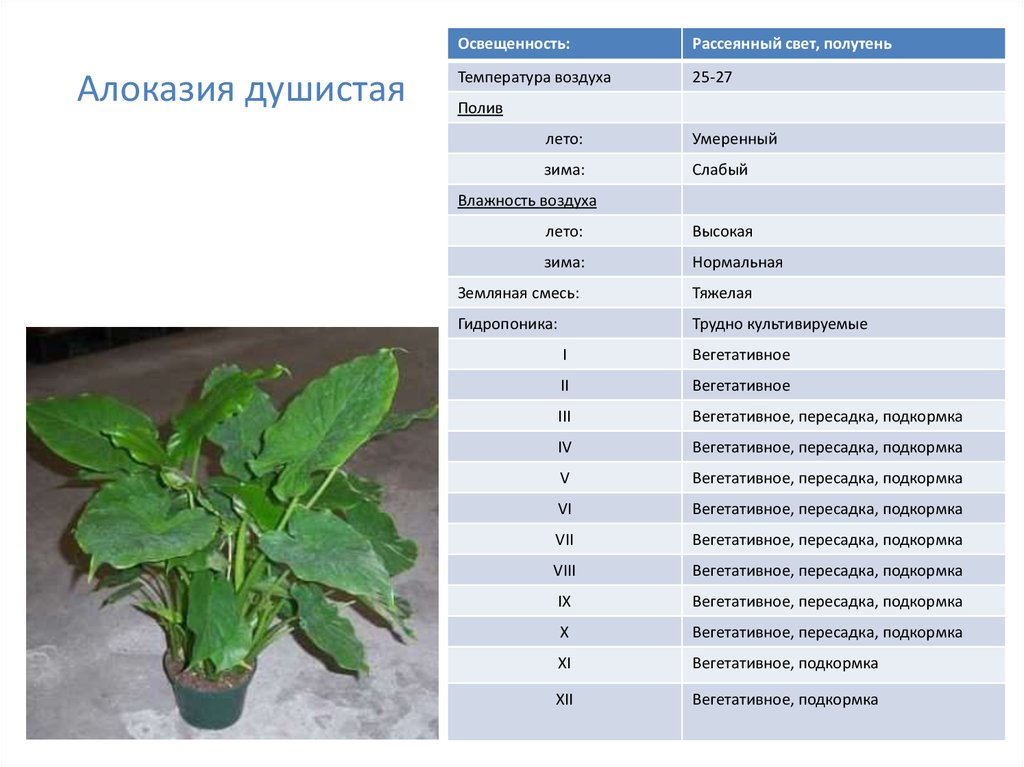 Света содержание. Растения для полутени. Температурный режим для алоказии. Паспорт на комнатное растение алоказия. Рассеянный свет или полутень.